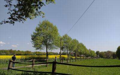 Runde um Westerholt
