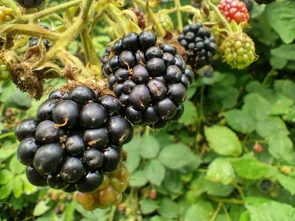 Reife Brombeeren