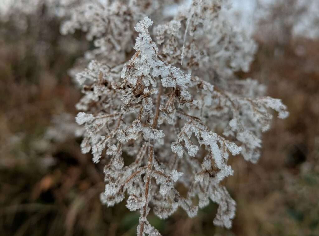 Eiskristalle am Baum