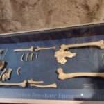 erste Funde Neandertaler