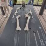 Knochennachblidung an der Fundstelle