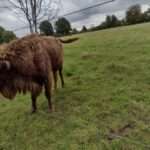 Wisent im Eiszeitlichen Wildgehege
