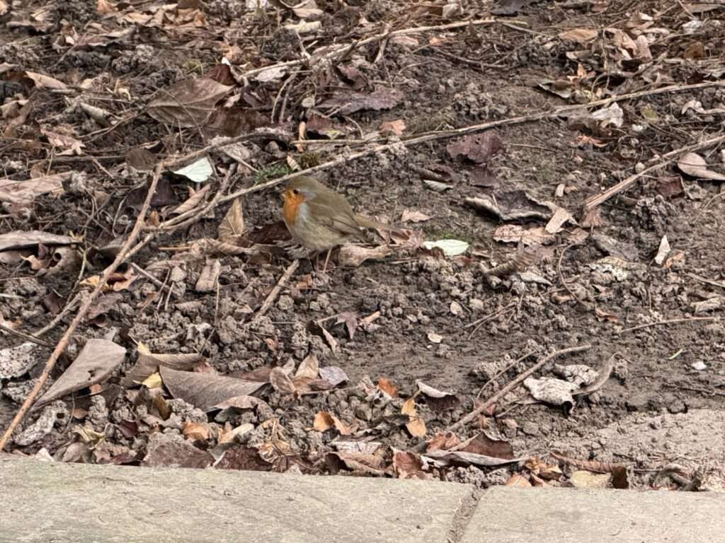 Rotkehlchen schaut vorbei