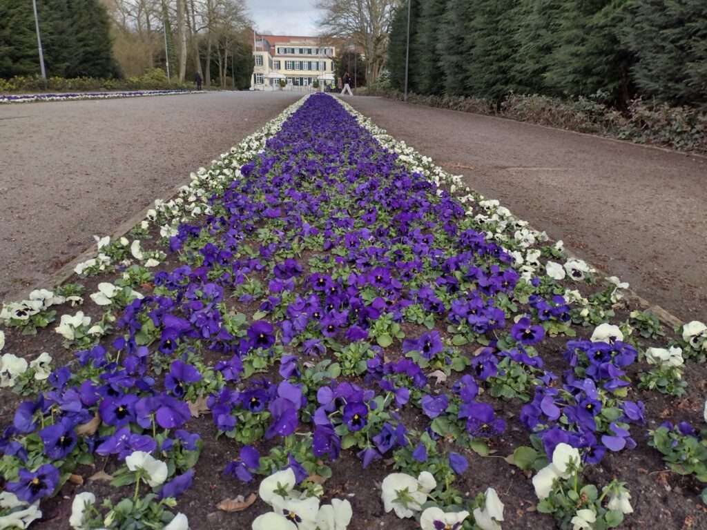 Frühlingsblüher am Schloss Berge