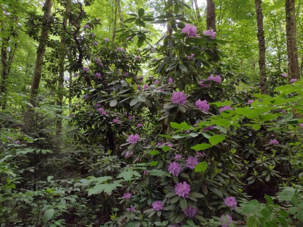 Rhododendren mitten im Wald