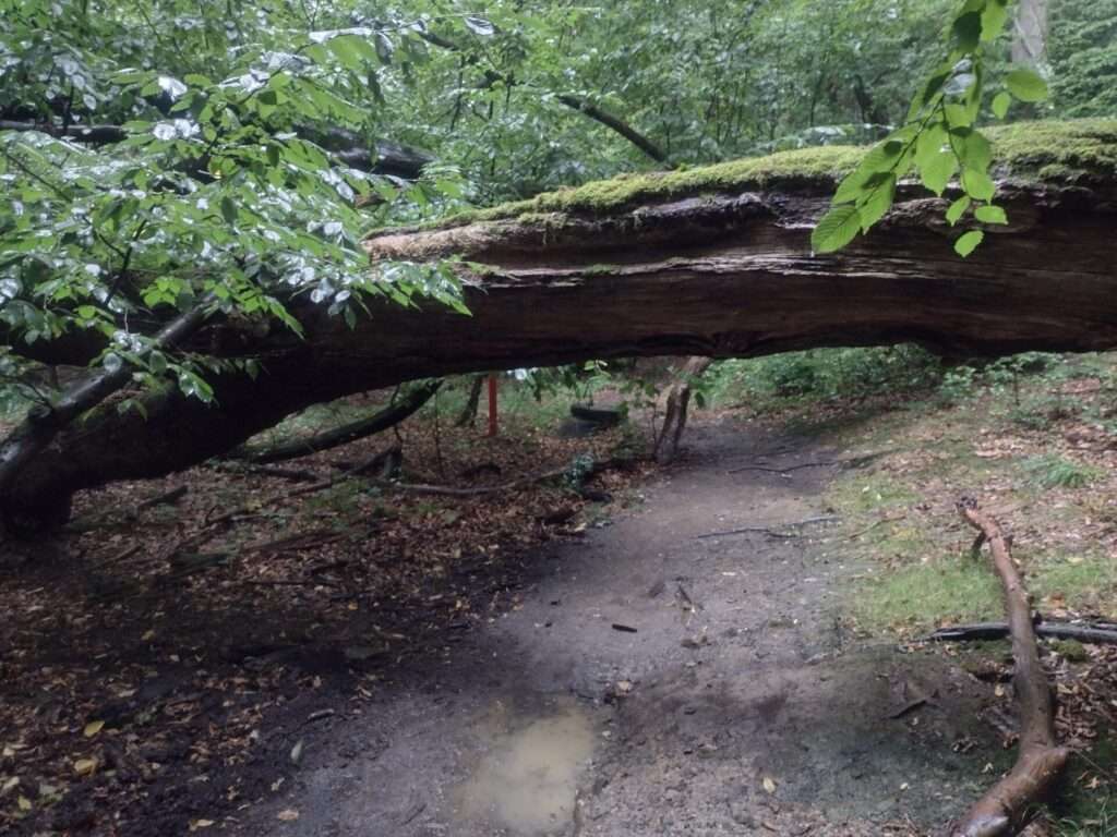 unter Bäume durch